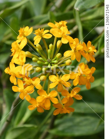 Bright yellow epidendrum flowers bloom in geometric clusters Bright yellow epidendrum flowers bloom in geometric clusters 136671548