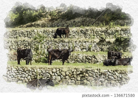 Watercolor painting of Jinseki cows grazing in Jinsekikogen Town, Hiroshima Prefecture Watercolor painting of Jinseki cows grazing in Jinsekikogen Town, Hiroshima Prefecture 136671580
