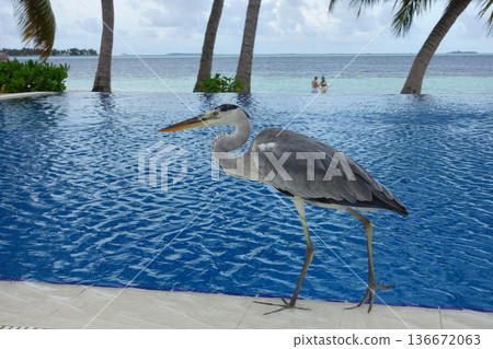 一隻灰鷺沿著泳池邊漫步 136672063