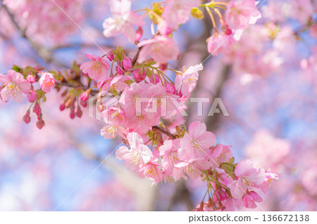 Kawazu櫻花在藍天 136672138
