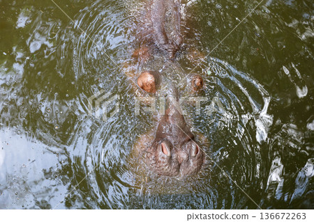 The Big hippopotamus is float in river The Big hippopotamus is float in river 136672263
