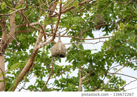 The nest from dry stick hay in nature 136672267