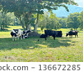 Cow resting in the shade of a tree 136672285