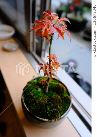 I'm growing a lion's head maple bonsai. The moss is growing nicely and creates a beautiful contrast with the crimson leaves. I'm growing a lion's head maple bonsai. The moss is growing nicely and creates a beautiful contrast with the crimson leaves. 136672346