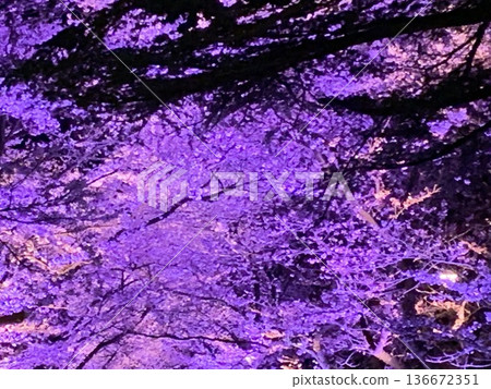 Cherry blossoms at night 136672351