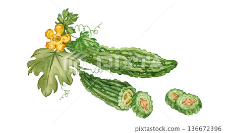 Bitter gourd, an Indian superfood, cucumber slices with leaves, vines, and flowers. All objects are hand-drawn in watercolor. Illustration for a healthy cooking recipe book, menu, and packaging. 136672396