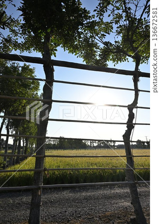A view of Natsui's hashi trees and rice ears (Nishikan Ward, Niigata City, Niigata Prefecture) 136672581