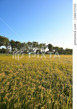 A view of Natsui's hashi trees and rice ears (Nishikan Ward, Niigata City, Niigata Prefecture) A view of Natsui's hashi trees and rice ears (Nishikan Ward, Niigata City, Niigata Prefecture) 136672583