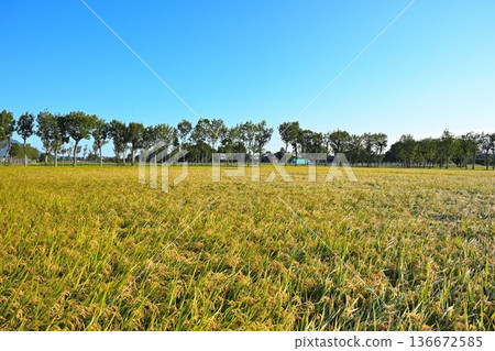 A view of Natsui's hashi trees and rice ears (Nishikan Ward, Niigata City, Niigata Prefecture) A view of Natsui's hashi trees and rice ears (Nishikan Ward, Niigata City, Niigata Prefecture) 136672585