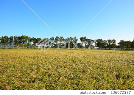 A view of Natsui's hashi trees and rice ears (Nishikan Ward, Niigata City, Niigata Prefecture) 136672587