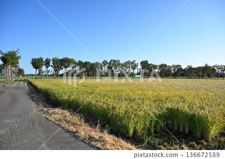 夏井的橋樹和稻穗景色（新潟縣新潟市西官區） 136672589