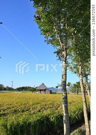夏井的橋樹和稻穗景色(新潟縣新潟市西官區) 夏井的橋樹和稻穗景色(新潟縣新潟市西官區) 136672593