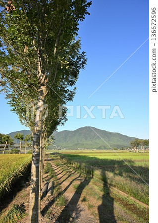 夏井的橋樹和稻穗景色（新潟縣新潟市西官區） 136672596