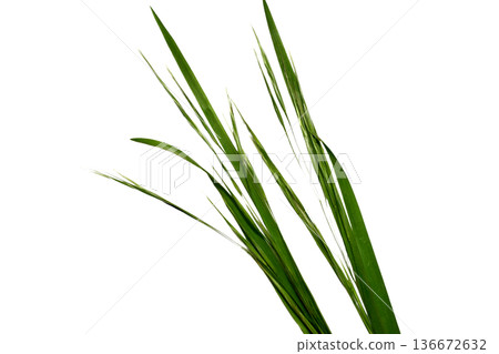 Leaves of lawn grass, close-up, Leaves of lawn grass, close-up, 136672632