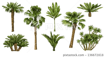 Palm tree hand drawn set. Vintage engraving tropical plants for vacation poster, resort wallpaper and summer landscape. Detailed tropic leaves, exotic foliage vector isolated botanical clipart Palm tree hand drawn set. Vintage engraving tropical plants for vacation poster, resort wallpaper and summer landscape. Detailed tropic leaves, exotic foliage vector isolated botanical clipart 136672818