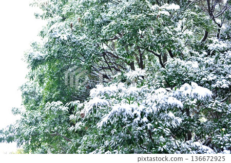 常綠樹木茂盛的枝葉被雪覆蓋。 常綠樹木茂盛的枝葉被雪覆蓋。 136672925