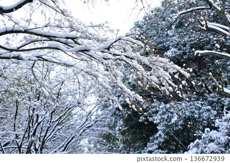Fresh snow piled up on the supple branches and the depth of the winter forest Fresh snow piled up on the supple branches and the depth of the winter forest 136672939