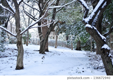A winter fantasy of the snow-covered forest floor and trees A winter fantasy of the snow-covered forest floor and trees 136672940