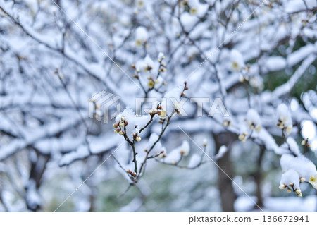 覆蓋著積雪的白色梅花苞勇敢地綻放，冬日寂靜無聲。 136672941