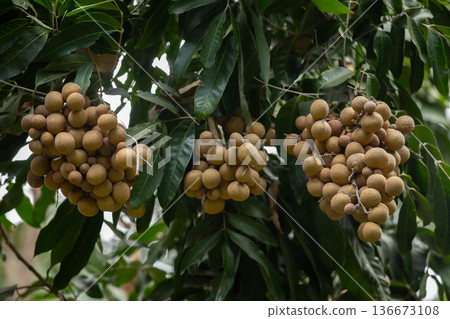 Vietnam, Longan, Abstract, Agricultural Field, Backgrounds Vietnam, Longan, Abstract, Agricultural Field, Backgrounds 136673108