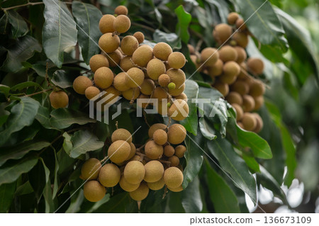 Vietnam, Longan, Abstract, Agricultural Field, Backgrounds Vietnam, Longan, Abstract, Agricultural Field, Backgrounds 136673109