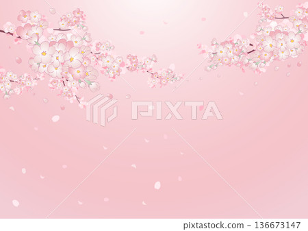 粉紅色櫻花背景，櫻花花瓣飄落 136673147