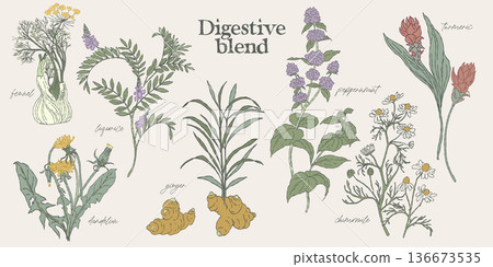 Digestive Herbal Blend Medicinal Plants Set Digestive Herbal Blend Medicinal Plants Set 136673535
