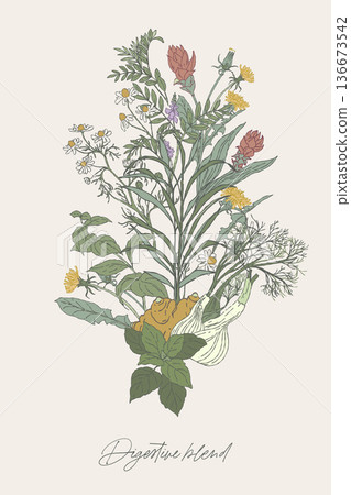 Digestive Herbal Blend Botanical Bouquet Illustration 136673542