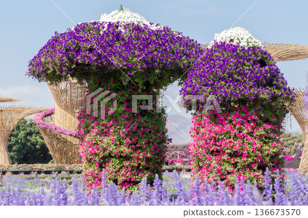 Agriculture, Color Image, Community Garden, Cultivated, Environment 136673570