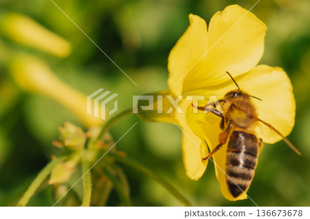 Organic honey production concept with bee on yellow wildflower. Honeybee gathering nectar Organic honey production concept with bee on yellow wildflower. Honeybee gathering nectar 136673678