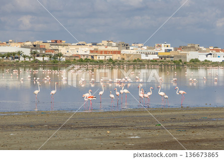 Winter Sanctuary: Flamingos at Korba Lake Winter Sanctuary: Flamingos at Korba Lake 136673865