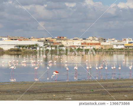 Winter Sanctuary: Flamingos at Korba Lake Winter Sanctuary: Flamingos at Korba Lake 136673866