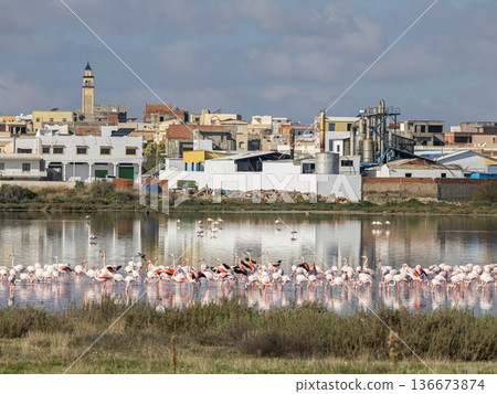 Winter Sanctuary: Flamingos at Korba Lake Winter Sanctuary: Flamingos at Korba Lake 136673874
