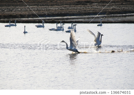 Whooper swans making a fuss in a winter rice paddy field in the afternoon Whooper swans making a fuss in a winter rice paddy field in the afternoon 136674031