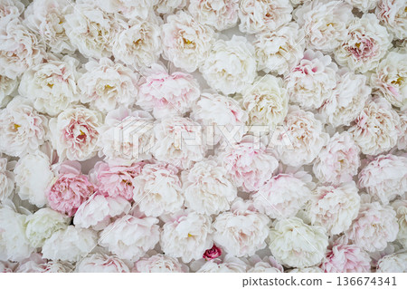 wall of artificial or fresh peony buds in soft pastel colors. wall of artificial or fresh peony buds in soft pastel colors. 136674341