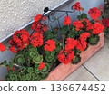 紅色天竺葵 136674452