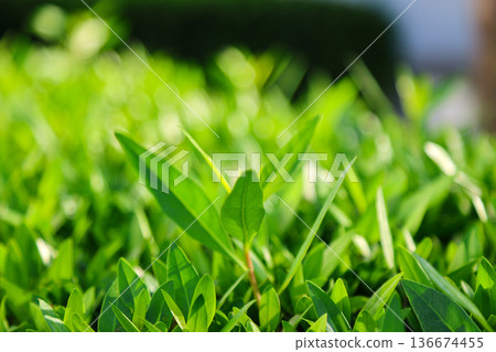 Juicy green young stems with leaves in sunlight 136674455