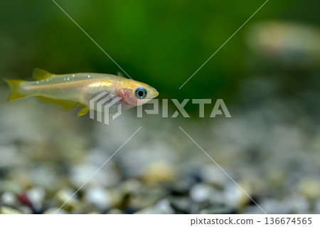 Medaka in the aquarium 136674565