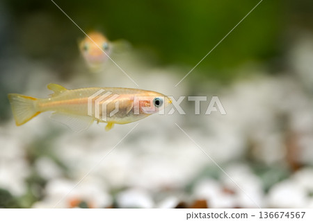 Medaka in the aquarium 136674567