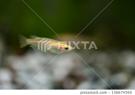 Medaka在水族館 136674569