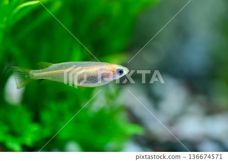 Medaka在水族館 136674571