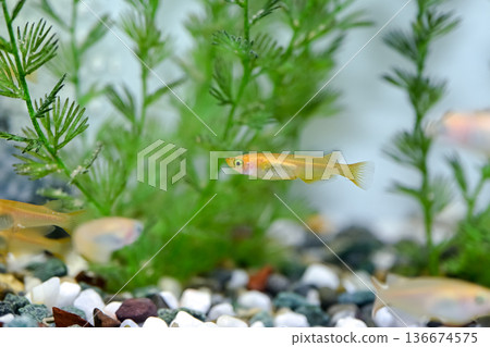 Medaka in the aquarium 136674575