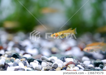 Medaka在水族館 136674579
