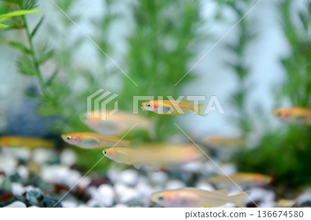 Medaka在水族館 136674580