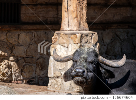 Berlin, germany, august 14, 2023. Water buffalo resting in berlin zoo enclosure, powerful horns and textured dark fur in sunny outdoor portrait, facing camera 136674604