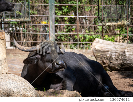 Berlin, germany, august 14, 2023. Relaxing water buffalo lying on the ground in a zoo enclosure, chewing cud. Concept of wildlife, conservation, and animal life 136674611