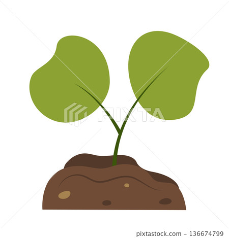 Green sprout growing from soil isolated on white background. Concept of spring, new life, development, ecology, and sustainability. Green sprout growing from soil isolated on white background. Concept of spring, new life, development, ecology, and sustainability. 136674799