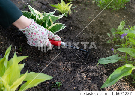 Gardener cultivating strawberry plants in springtime with a hand tool in a lush garden 136675227