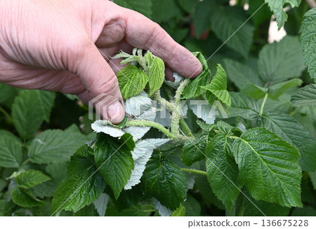 Green aphids on a chili plant 136675228