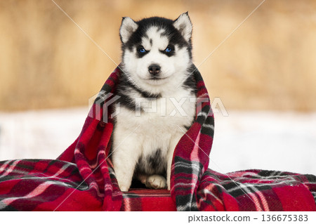 Cute Siberian Husky puppy with bright blue eyes wrapped in a red plaid blanket. Little husky dog sitting outdoors in winter. 136675383